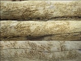 Pertusaria heterochroa image