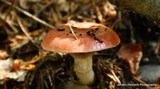Gomphidius subroseus image