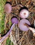 Laccaria amethystina image