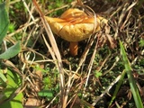 Gyroporus castaneus image