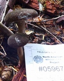 Lactarius fallax var. concolor image