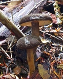 Lactarius fallax var. concolor image