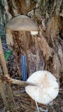 Oudemansiella furfuracea image