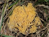 Ramaria flava image