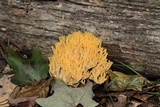 Ramaria flava image