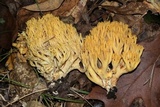 Ramaria flava image