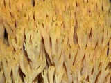 Ramaria flava image