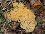 Ramaria flava image