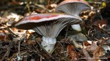 Gomphidius subroseus image