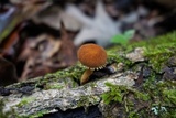 Flammulaster erinaceellus image