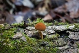 Flammulaster erinaceellus image