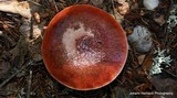 Gomphidius subroseus image