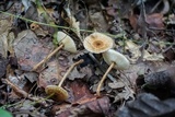 Crinipellis zonata image