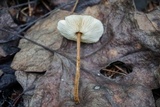 Crinipellis zonata image