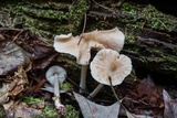 Entoloma strictius image