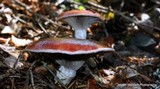 Gomphidius subroseus image