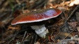 Gomphidius subroseus image