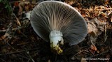 Gomphidius subroseus image