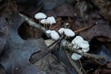 Tetrapyrgos nigripes image