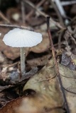 Heliomyces decolorans image