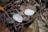 Heliomyces decolorans image