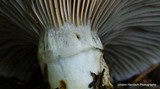Gomphidius subroseus image