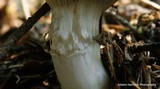 Gomphidius subroseus image