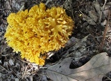 Ramaria flava image