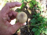 Amanita spreta image