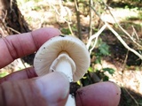 Amanita spreta image