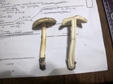 Amanita spreta image