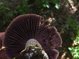 Cortinarius alboviolaceus image