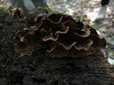 Hymenochaete rubiginosa image