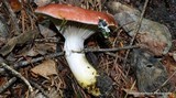 Gomphidius subroseus image