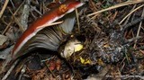 Gomphidius subroseus image