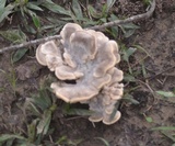 Meripilus sumstinei image
