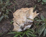 Meripilus sumstinei image