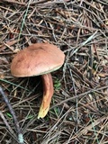 Imleria badia image