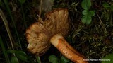 Tricholoma aurantium image