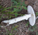 Amanita thiersii image