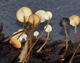 Strobilurus conigenoides image