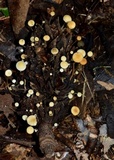 Strobilurus conigenoides image