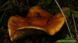 Tricholoma aurantium image