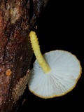 Cyptotrama chrysopepla image