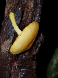 Cyptotrama chrysopepla image