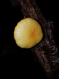 Cyptotrama chrysopepla image
