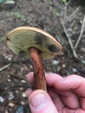Imleria badia image