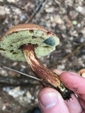 Imleria badia image