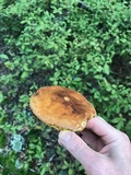 Aureoboletus innixus image