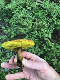 Aureoboletus innixus image